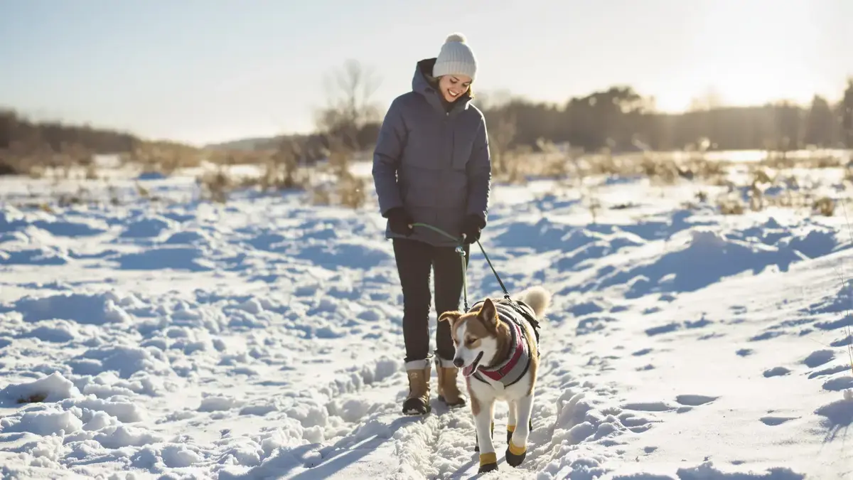 Je hond in de winter uitlaten: essentiële maatregelen om de gezondheid van je hond te behouden